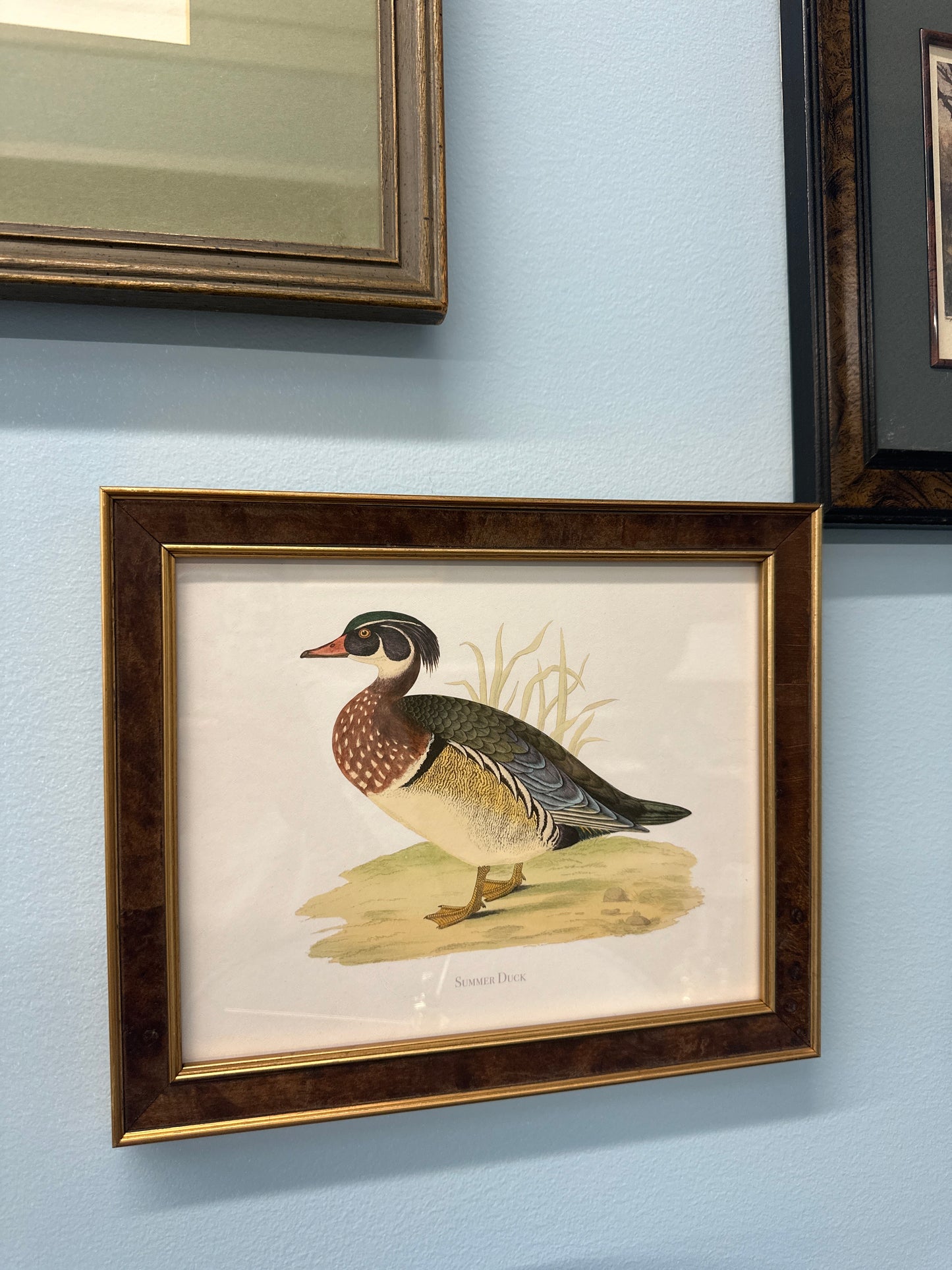 Summer duck