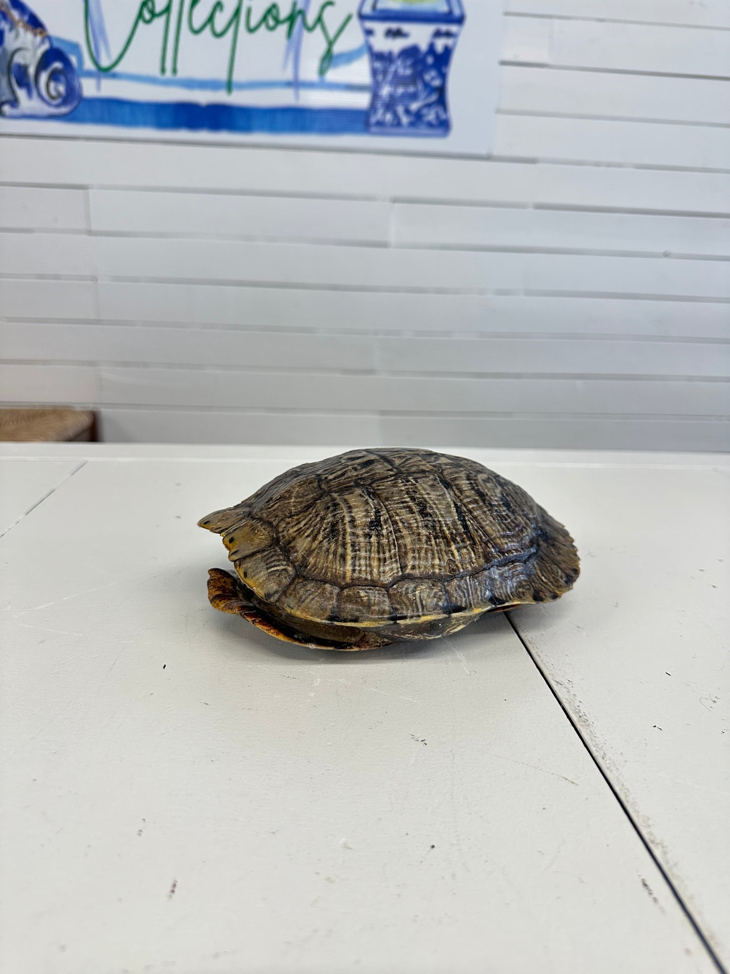 Turtle Shell