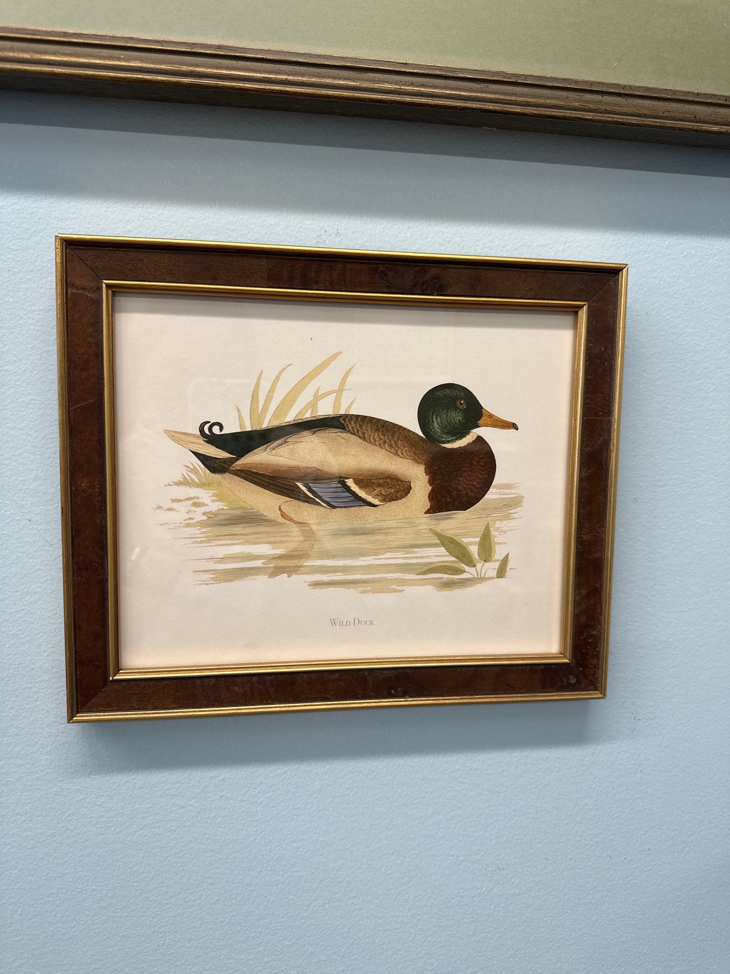 Wild duck