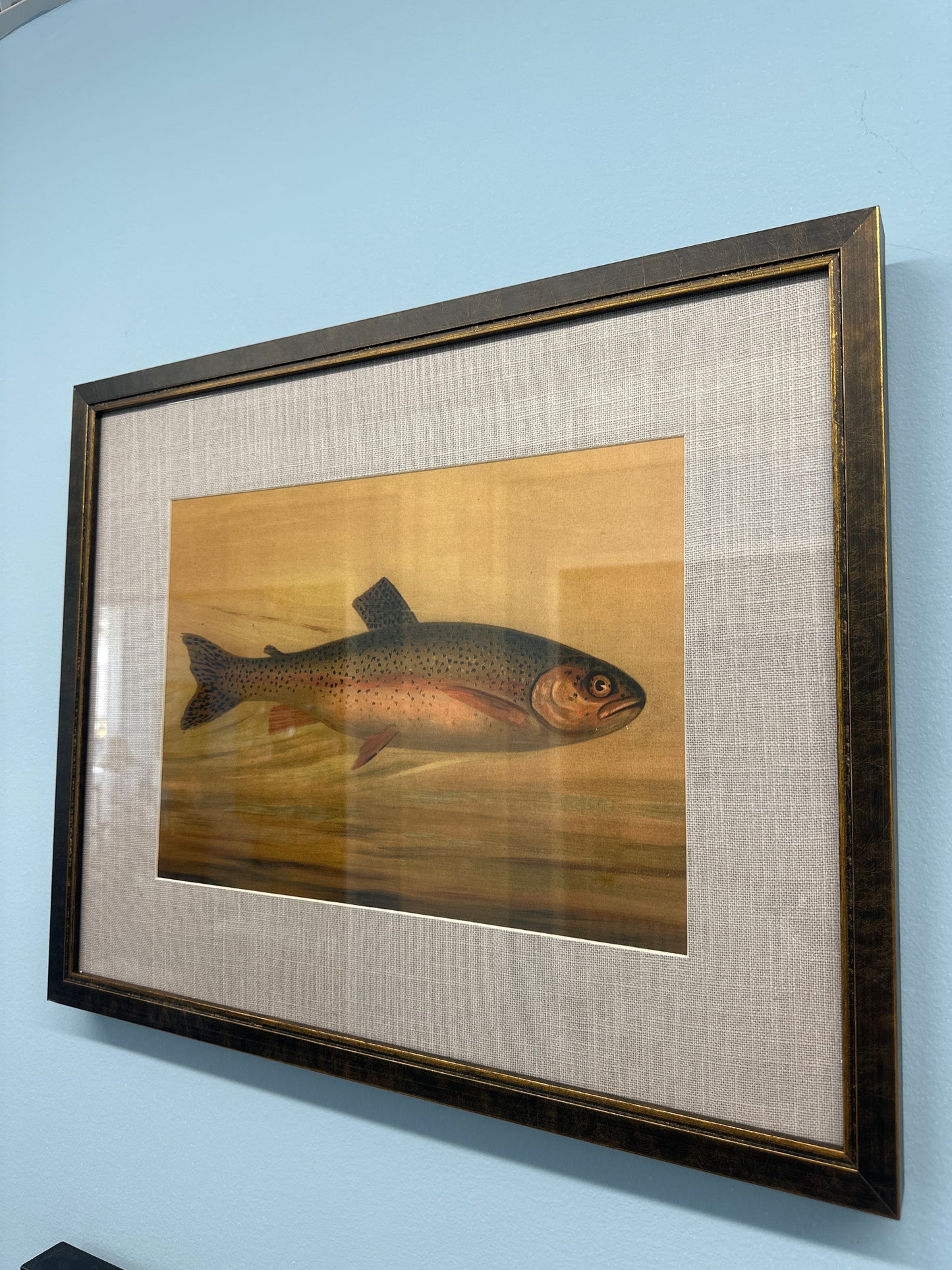 Rainbow trout